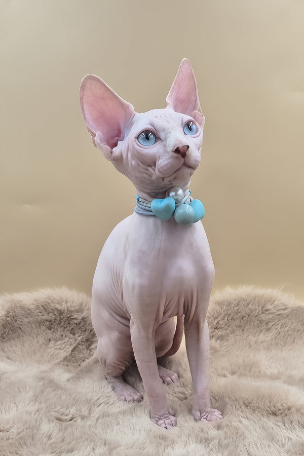 Rita | Canadian Sphynx Kitten