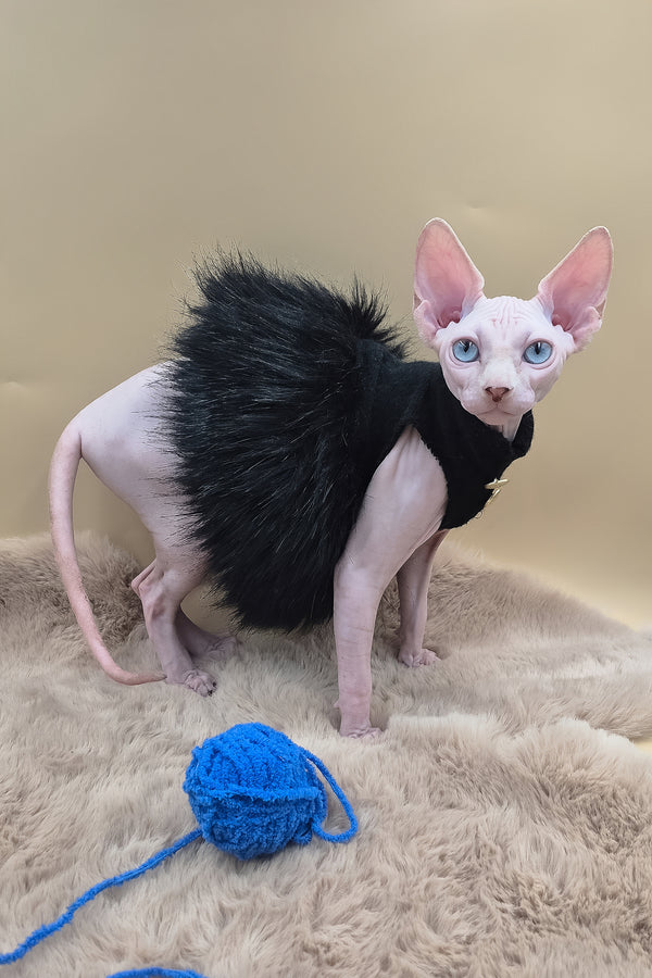 Rita | Canadian Sphynx Kitten