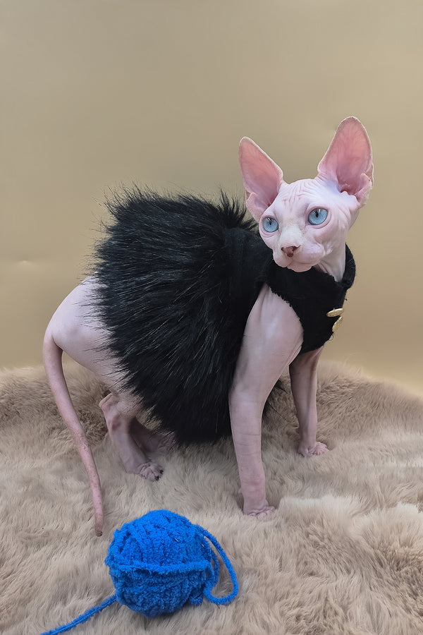 Rita | Canadian Sphynx Kitten