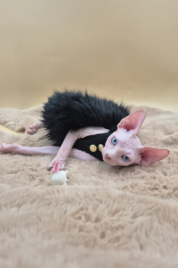 Rita | Canadian Sphynx Kitten