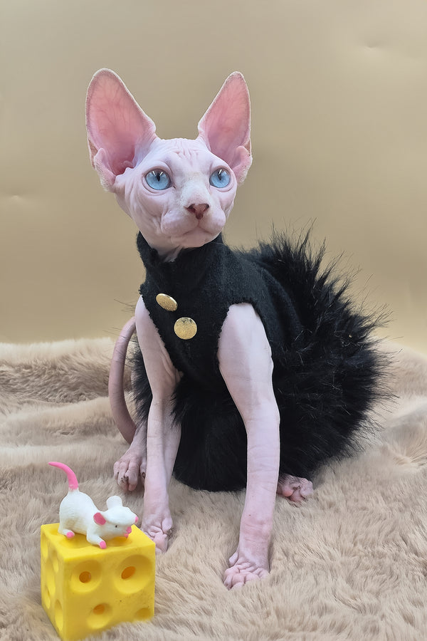 Rita | Canadian Sphynx Kitten