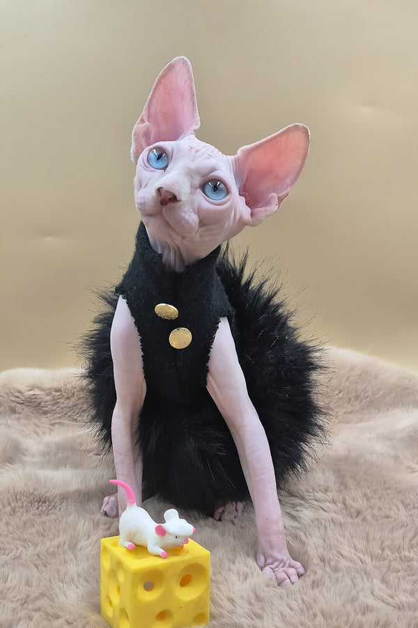 Rita | Canadian Sphynx Kitten