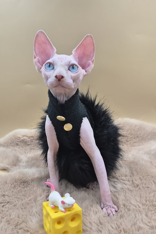 Rita | Canadian Sphynx Kitten