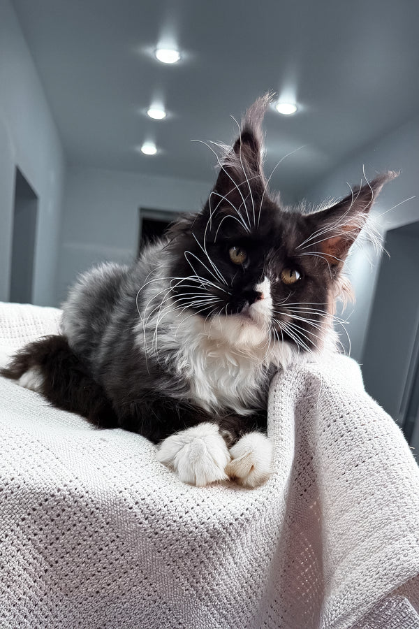 Riva | Polydactyl Maine Coon Kitten