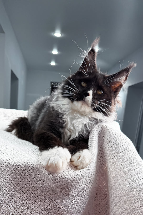 Riva | Polydactyl Maine Coon Kitten