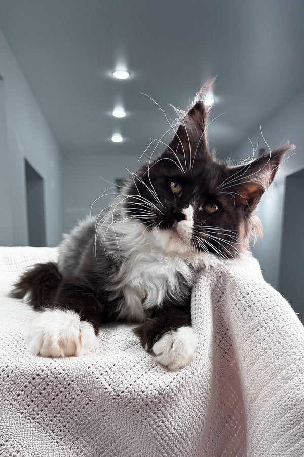 Riva | Polydactyl Maine Coon Kitten