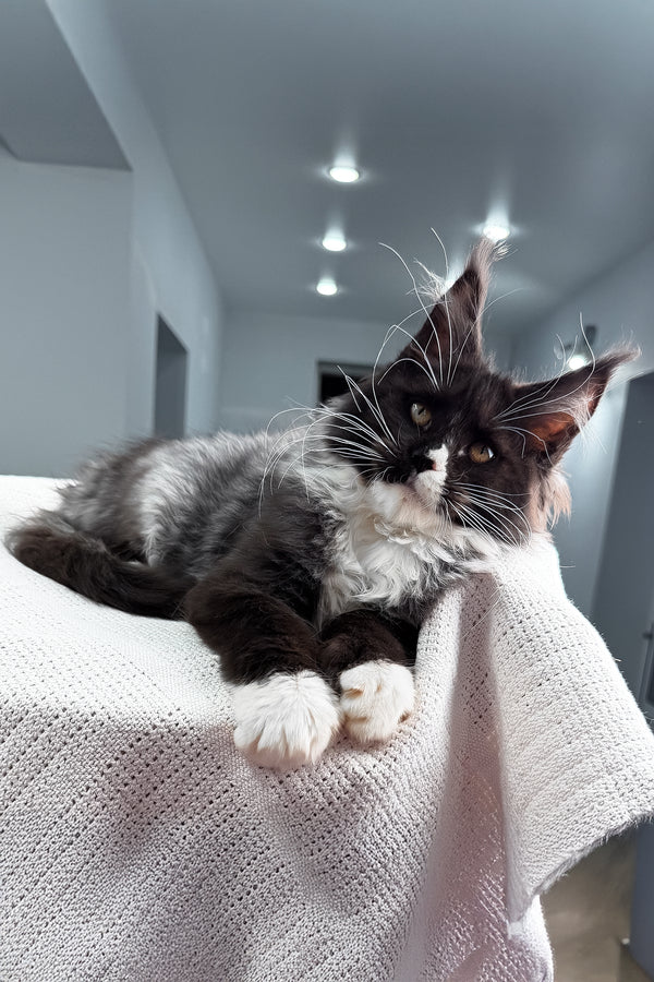 Riva | Polydactyl Maine Coon Kitten