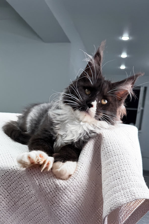 Riva | Polydactyl Maine Coon Kitten