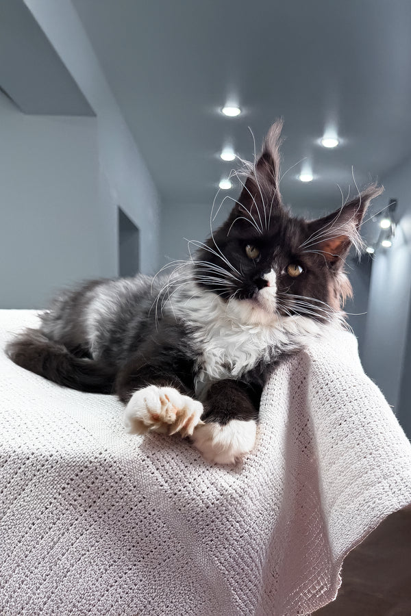 Riva | Polydactyl Maine Coon Kitten