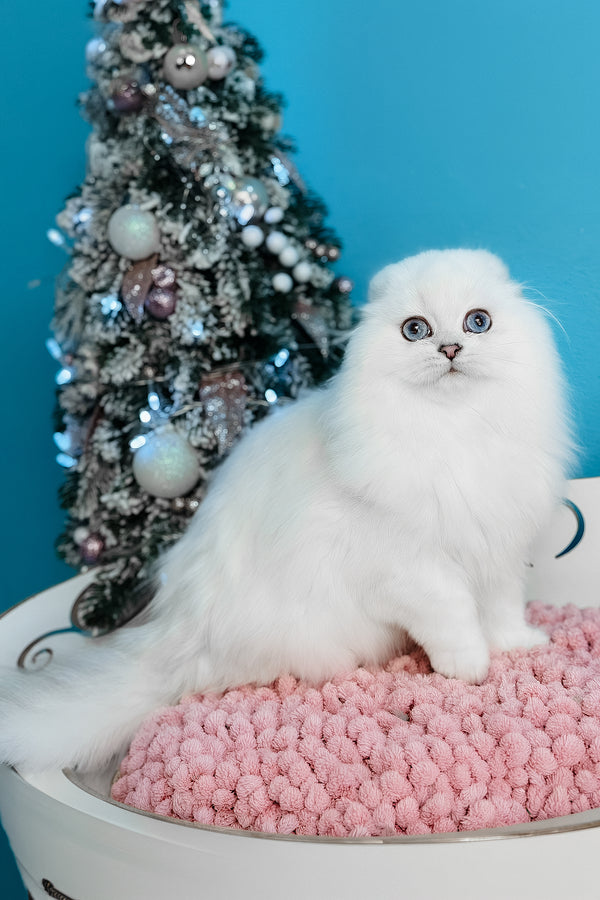 Robin Hood | Scottish Fold Longhair Kitten