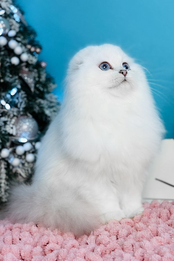 Robin Hood | Scottish Fold Longhair Kitten