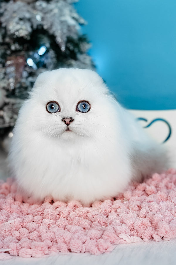 Robin Hood | Scottish Fold Longhair Kitten
