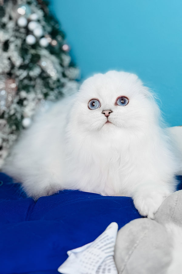 Robin Hood | Scottish Fold Longhair Kitten
