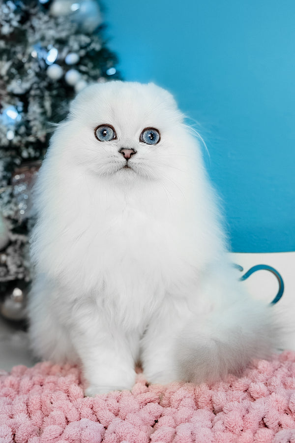 Robin Hood | Scottish Fold Longhair Kitten