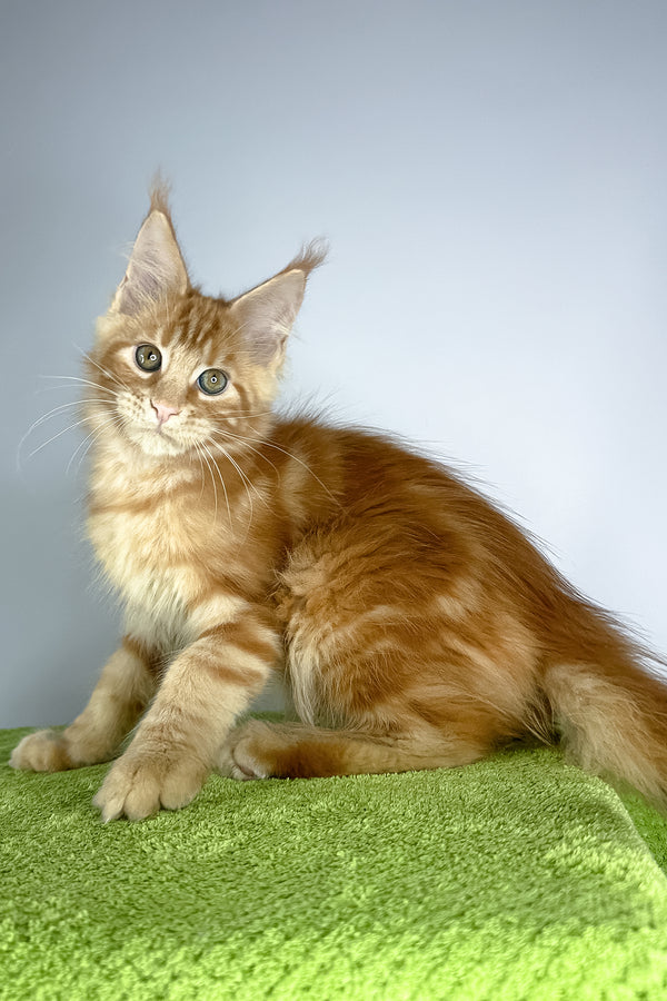 Robinson | Maine Coon Kitten