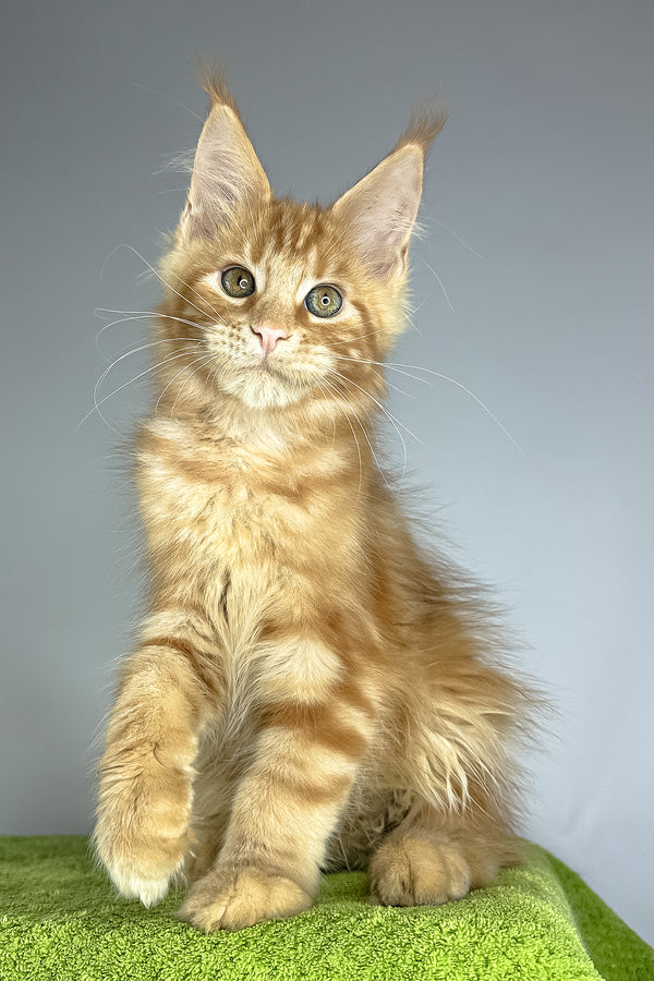 Robinson | Maine Coon Kitten