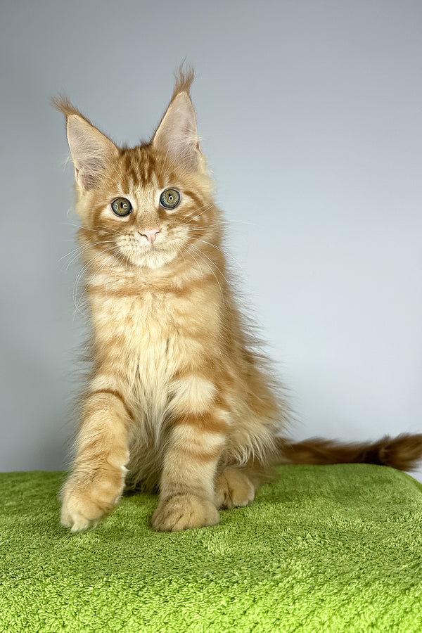 Robinson | Maine Coon Kitten