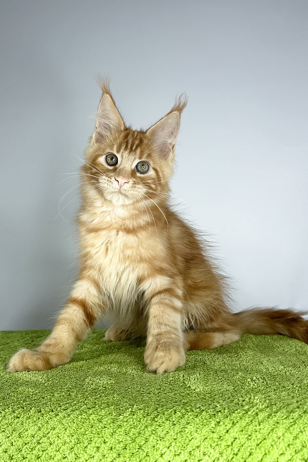 Robinson | Maine Coon Kitten