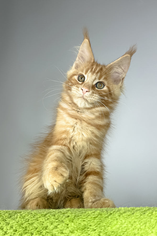 Robinson | Maine Coon Kitten