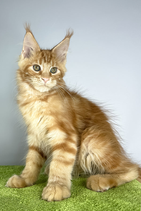 Robinson | Maine Coon Kitten