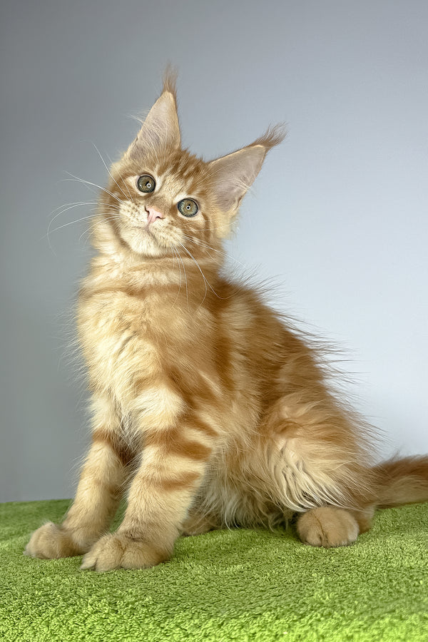 Robinson | Maine Coon Kitten