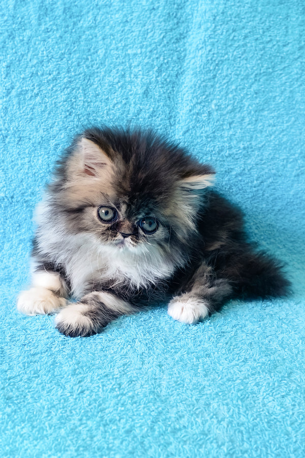 Romeo | Persian Kitten