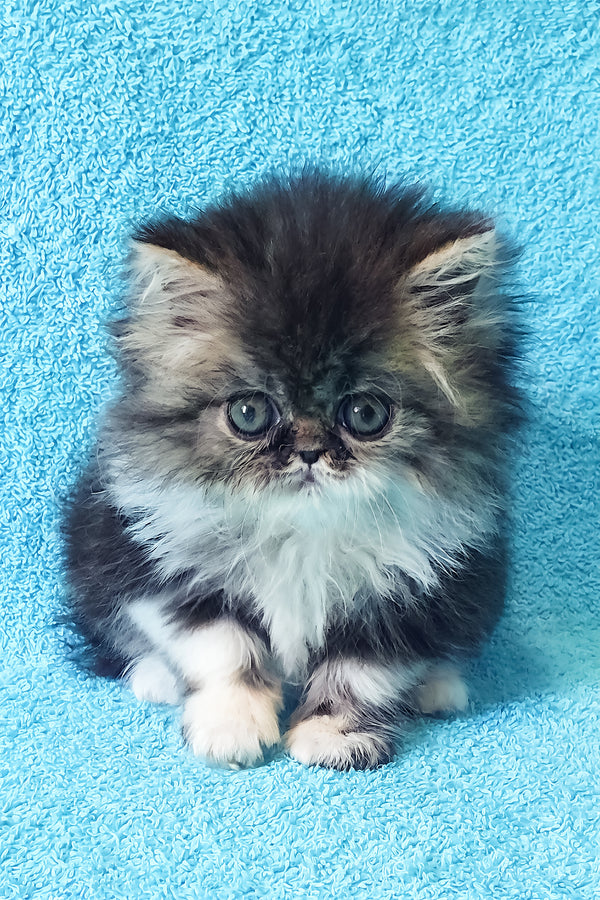 Romeo | Persian Kitten
