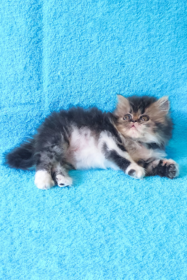 Romeo | Persian Kitten