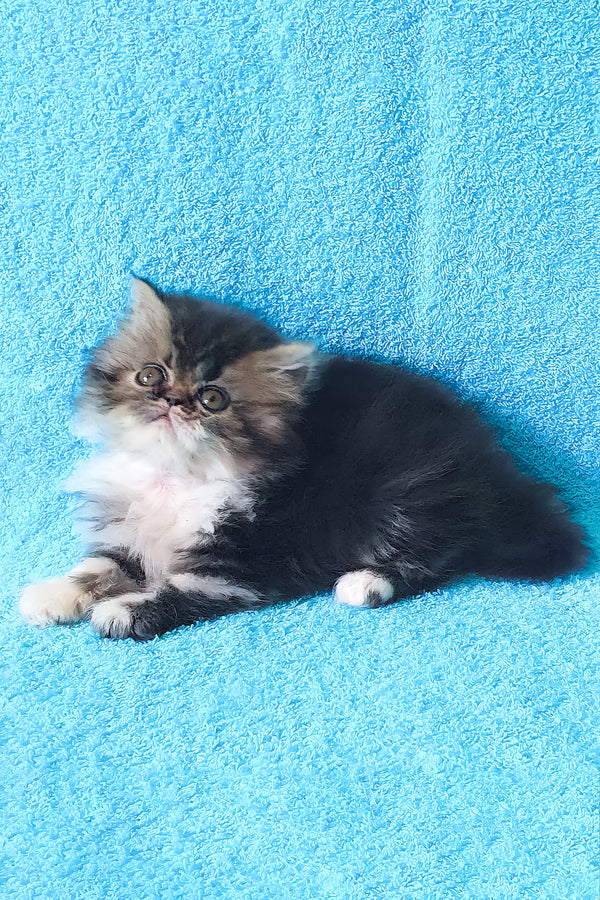 Romeo | Persian Kitten