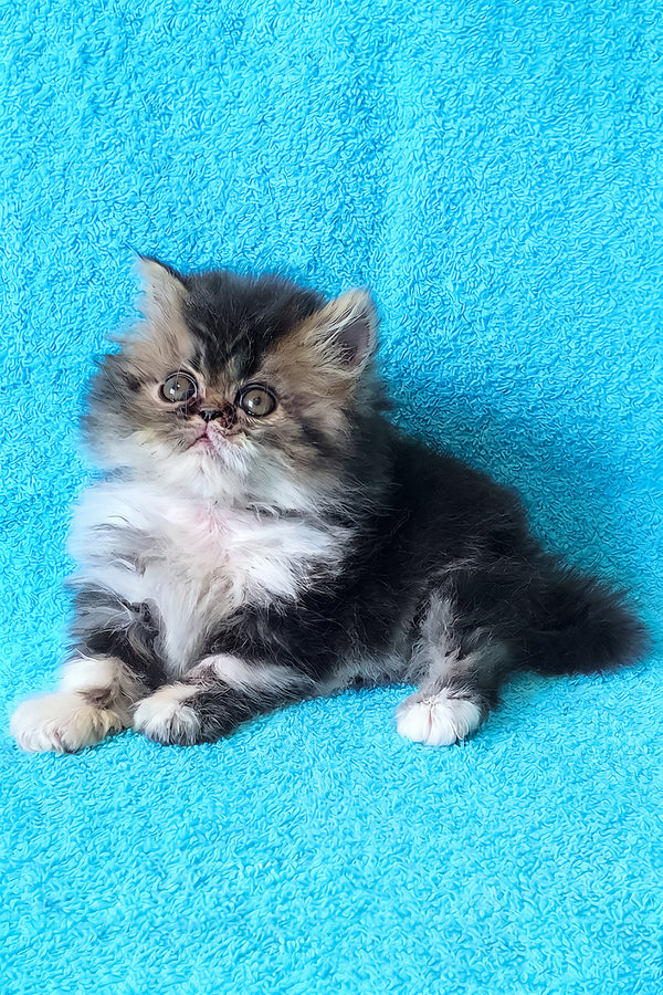Romeo | Persian Kitten