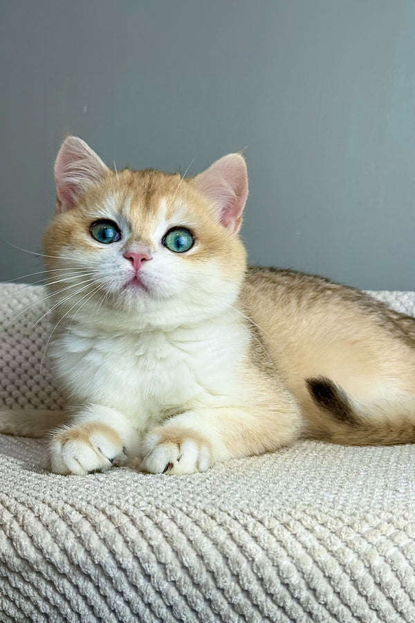 Romeo | British Shorthair Kitten