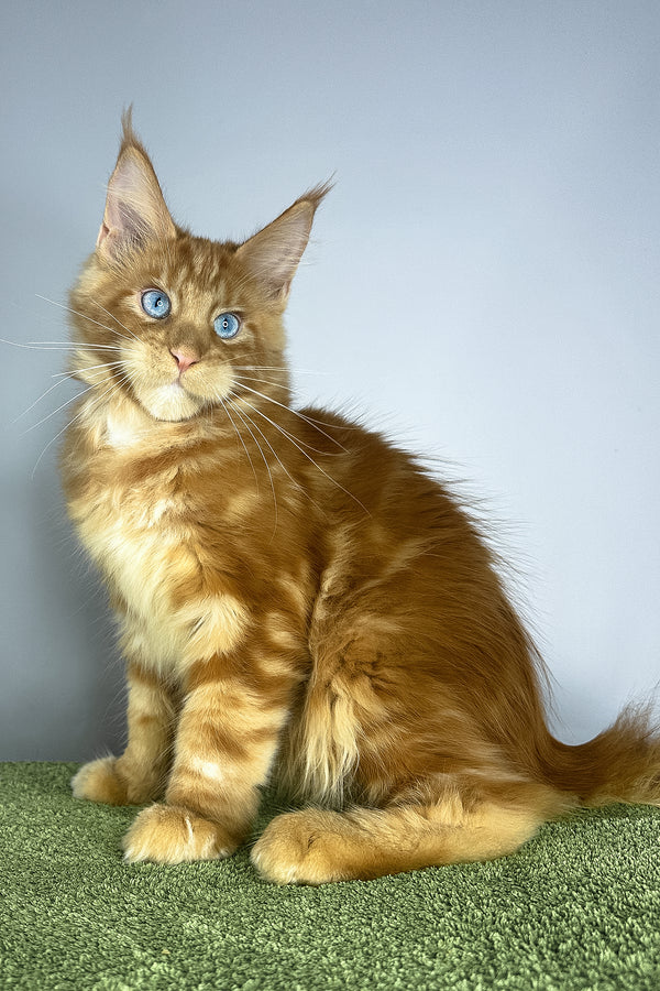 Royal Flush | Maine Coon Kitten