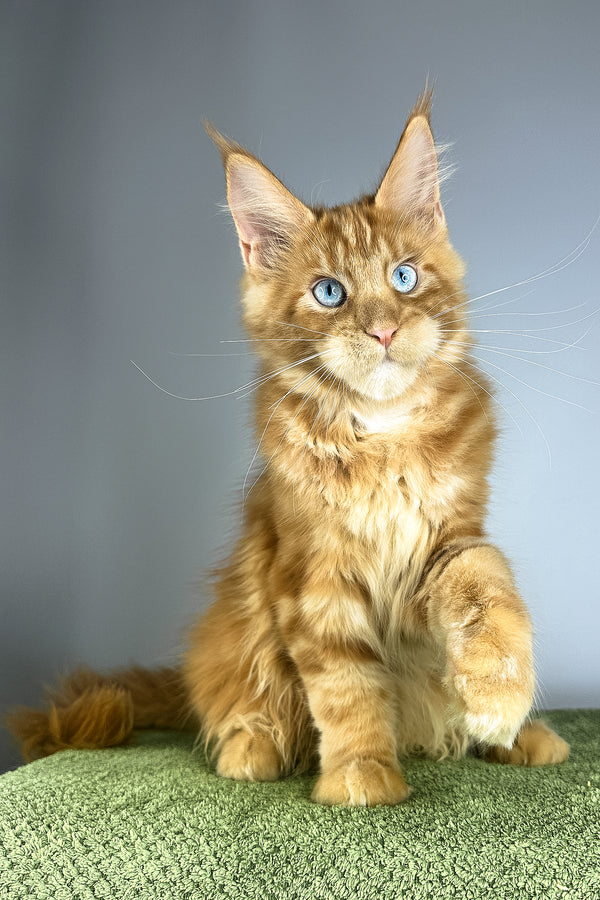 Royal Flush | Maine Coon Kitten