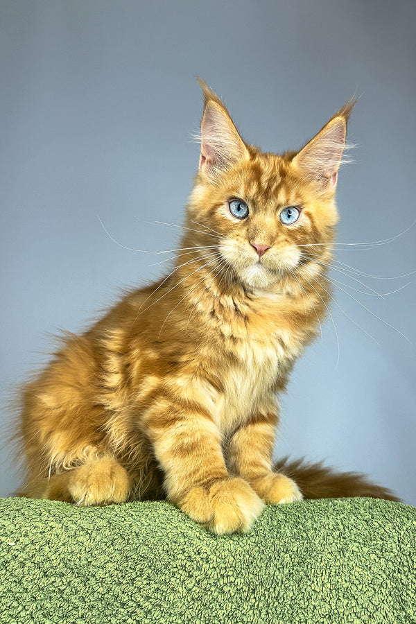 Royal Flush | Maine Coon Kitten