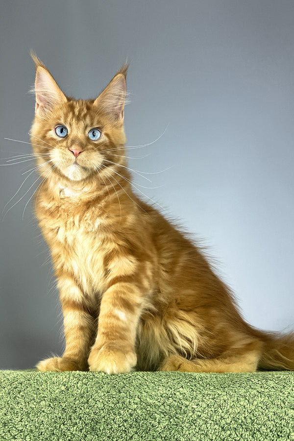 Royal Flush | Maine Coon Kitten