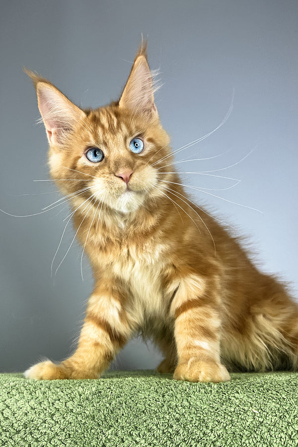 Royal Flush | Maine Coon Kitten