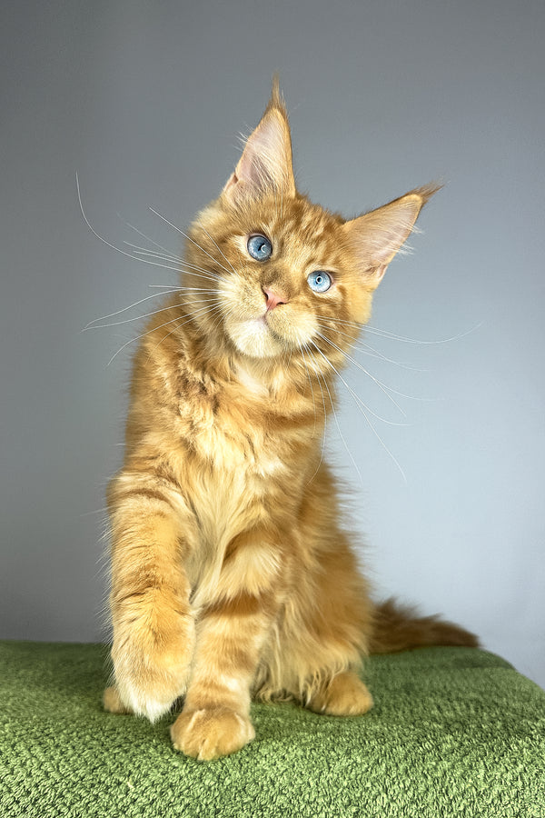 Royal Flush | Maine Coon Kitten