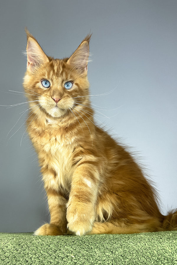 Royal Flush | Maine Coon Kitten