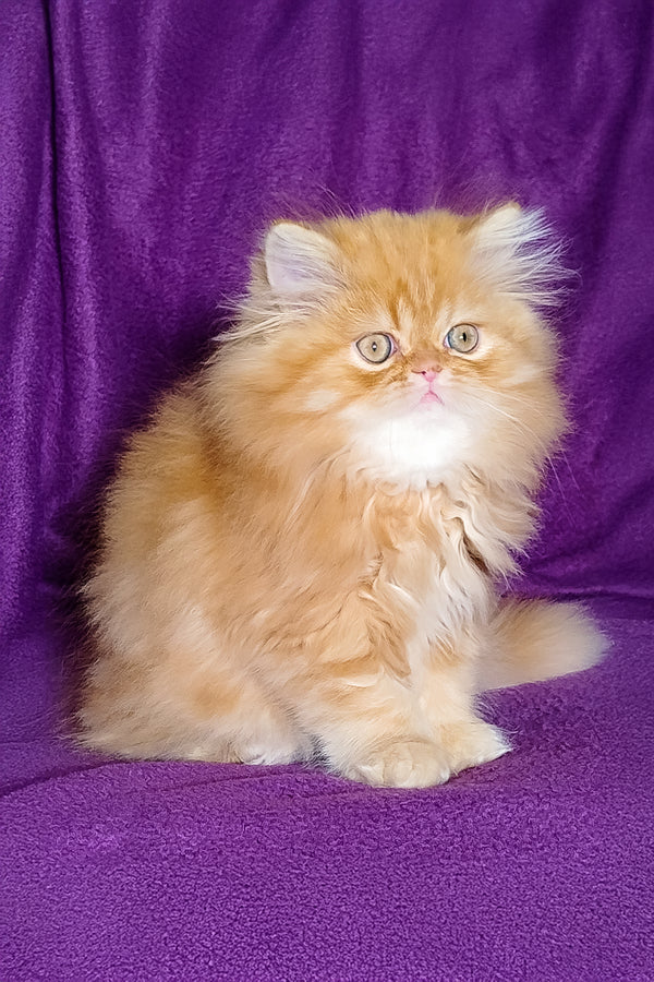 Royal | Persian Kitten