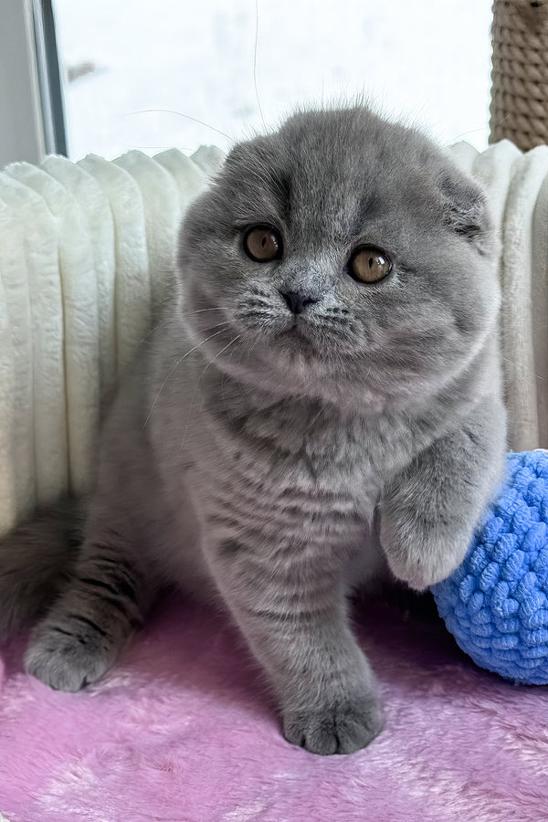 Ruanda | Scottish Fold Kitten