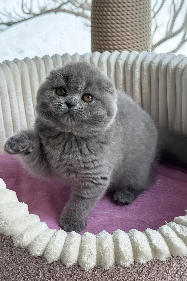 Ruanda | Scottish Fold Kitten