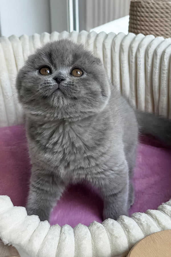 Ruanda | Scottish Fold Kitten