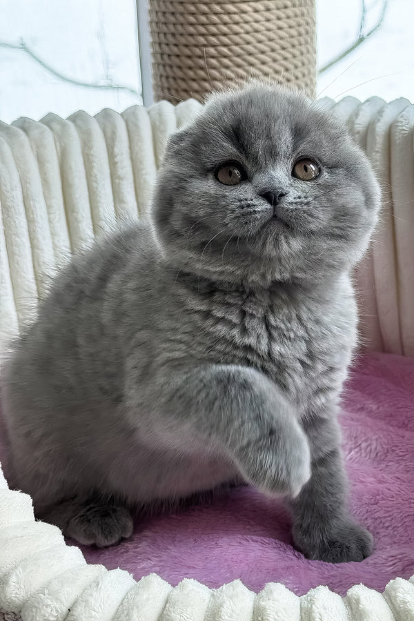 Ruanda | Scottish Fold Kitten
