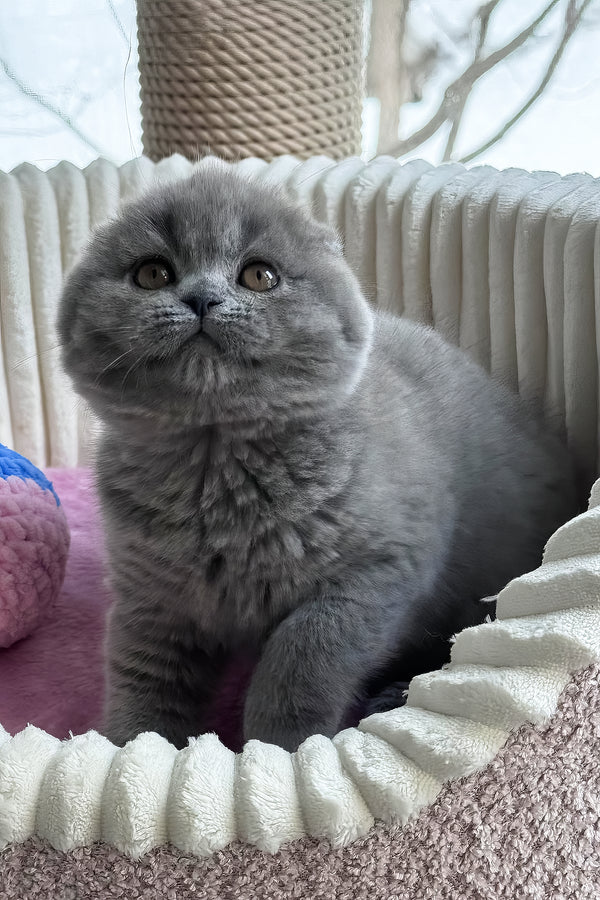 Ruanda | Scottish Fold Kitten