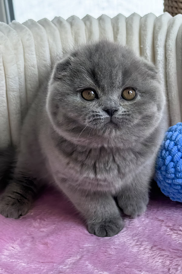 Ruanda | Scottish Fold Kitten