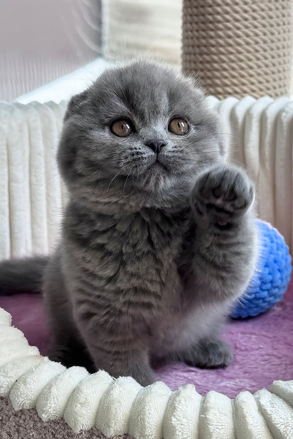 Ruanda | Scottish Fold Kitten