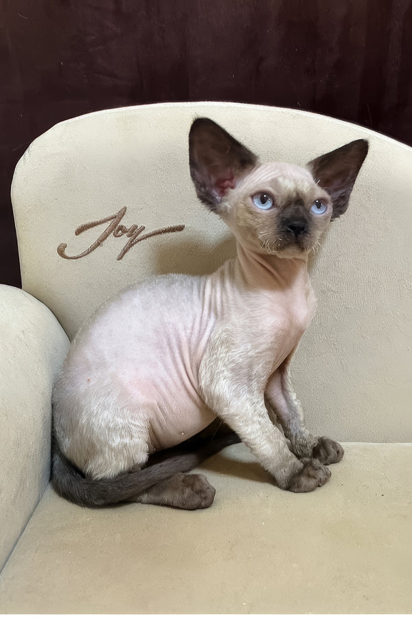Rudik | Devon Rex Kitten