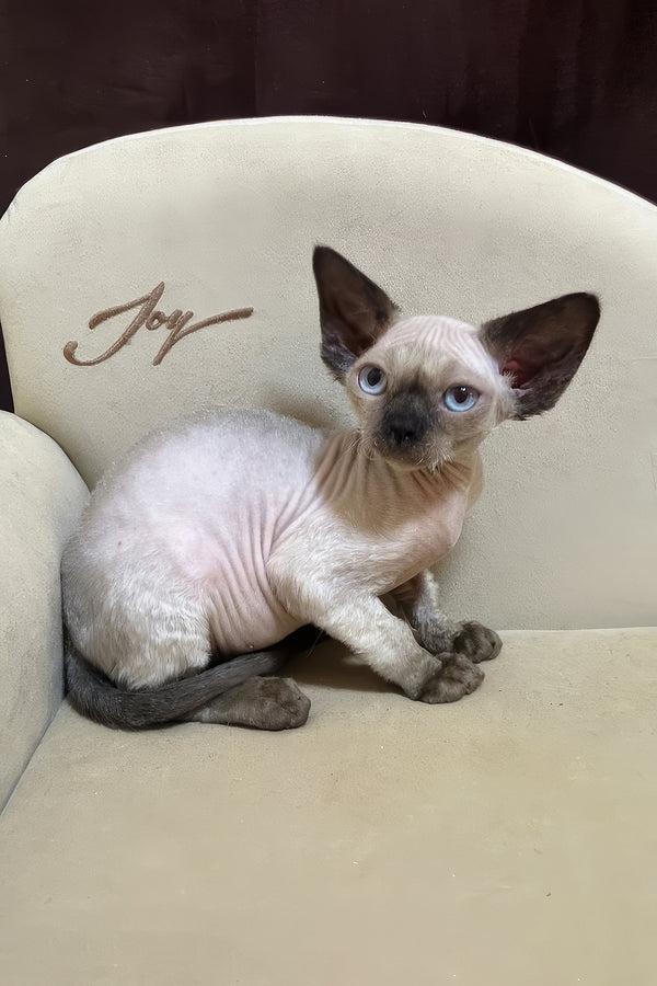 Rudik | Devon Rex Kitten