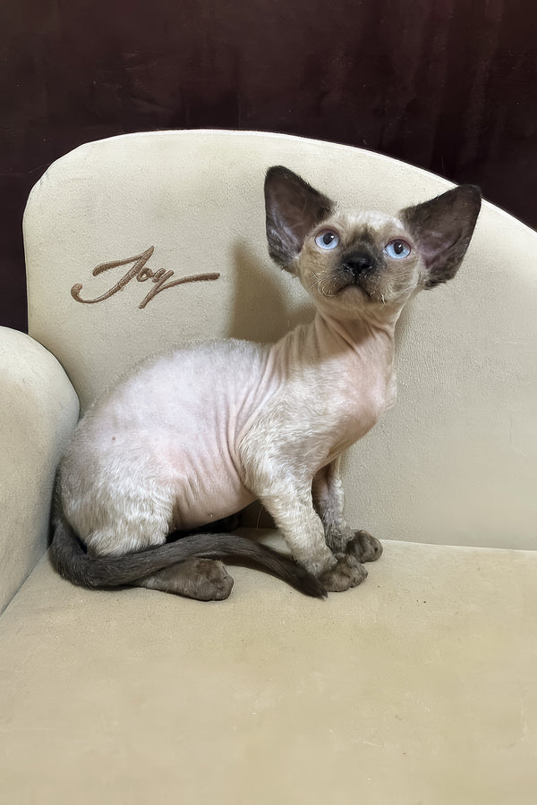 Rudik | Devon Rex Kitten