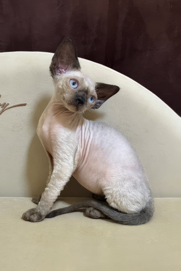 Rudik | Devon Rex Kitten